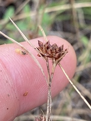 Rhynchospora debilis