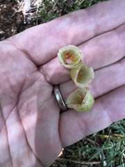 Vaccinium poasanum