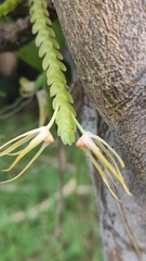 Thrixspermum centipeda