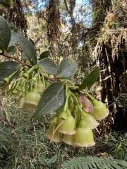 Vaccinium poasanum