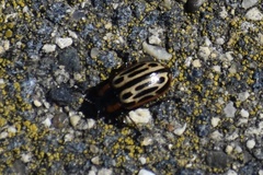 Chrysomela scripta