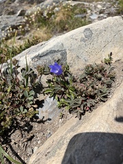 Campanula lasiocarpa