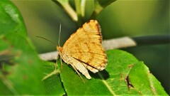 Macaria brunneata
