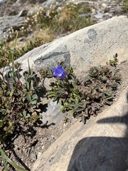 Campanula lasiocarpa