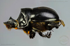 Dichotomius cotopaxi