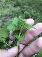 Agrimonia microcarpa