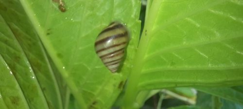 Mesembrinus tropicalis