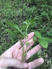 Agrimonia microcarpa