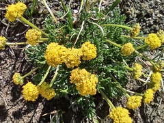 Cymopterus humilis