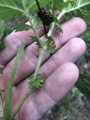Agrimonia microcarpa
