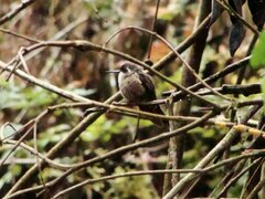 Anthocephala floriceps