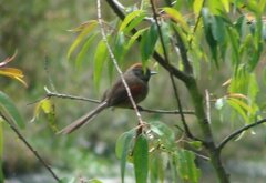 Synallaxis subpudica