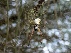 Trichonephila sexpunctata