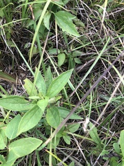Rudbeckia terranigrae