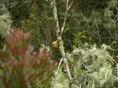 Cinnycerthia unirufa