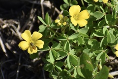 Oxalis