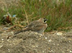 Eremophila alpestris peregrina