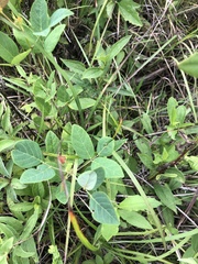 Desmodium laevigatum