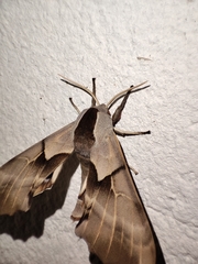 Smerinthus saliceti