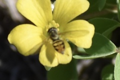 Toxomerus marginatus