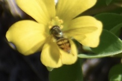 Toxomerus marginatus