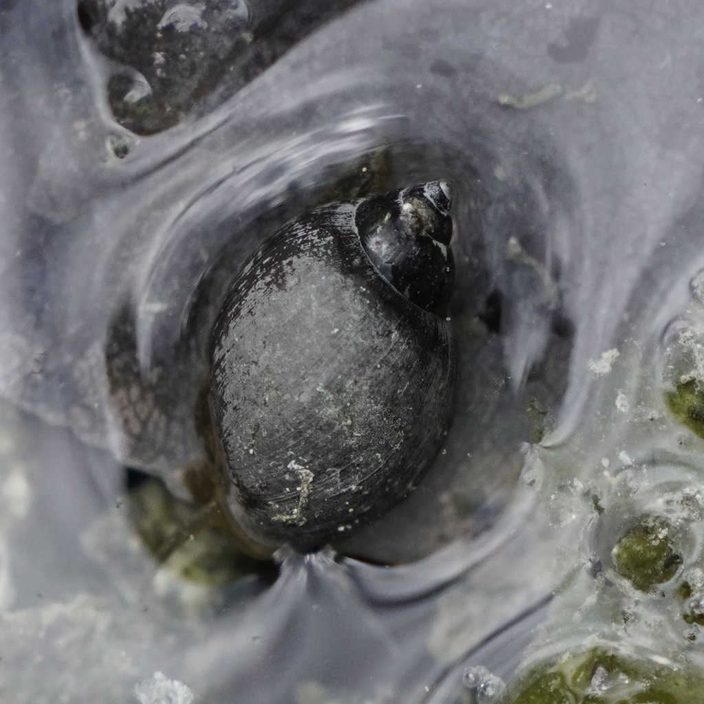 Banff Springs Snail