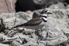 Charadrius vociferus