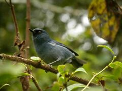 Diglossa caerulescens