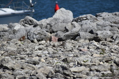 Charadrius vociferus