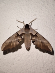 Smerinthus saliceti