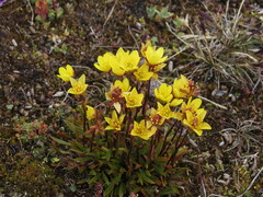 Saxifraga hirculus
