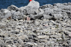 Charadrius vociferus