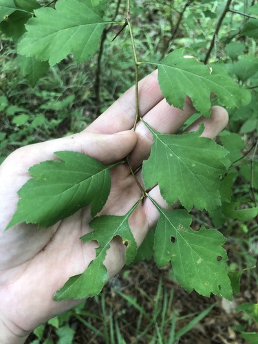 Beautiful hawthorn (Crataegus pulcherrima)