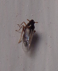 Pissonotus piceus