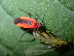 Alloperla