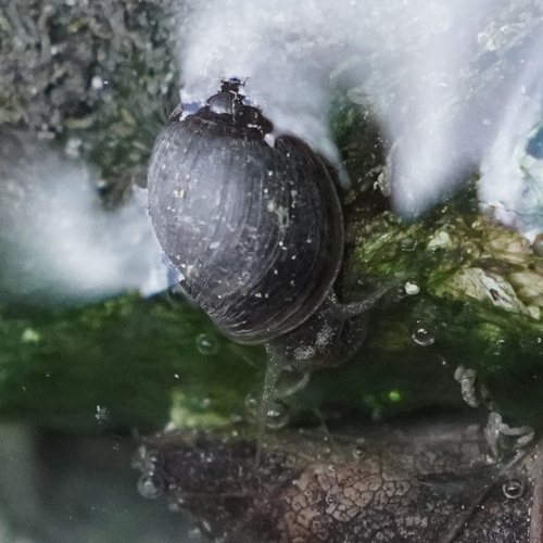 Banff Springs Snail