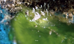 Vallicula multiformis