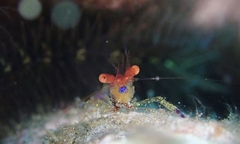 Exoclimenella maldivensis