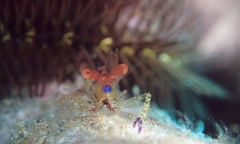 Exoclimenella maldivensis