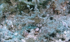 Lambrachaeus ramifer