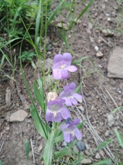 Penstemon eriantherus