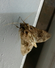 Ctenoplusia accentifera