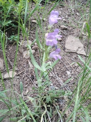 Penstemon eriantherus