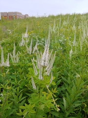 Veronicastrum virginicum