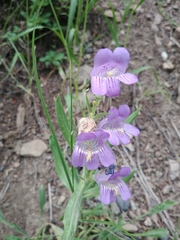 Penstemon eriantherus