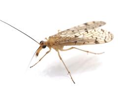 Panorpa nebulosa