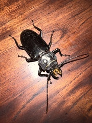 Mallodon chevrolatii