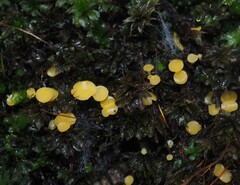 Octospora catharineae