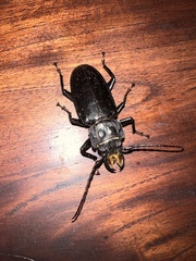 Mallodon chevrolatii