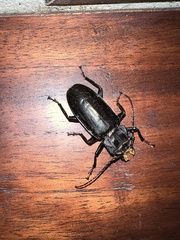 Mallodon chevrolatii